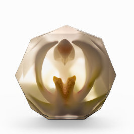 Hermoso bloque de foto de orquídea blanca impresa