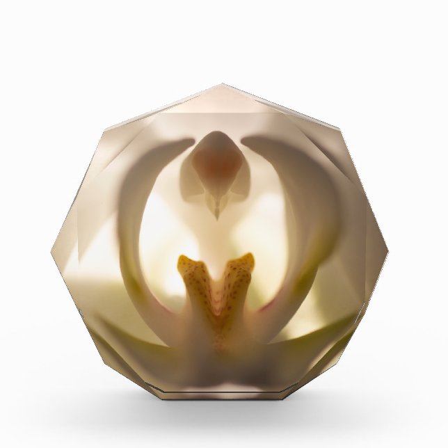 Hermoso bloque fotográfico de orquídeas blancas (Anverso)