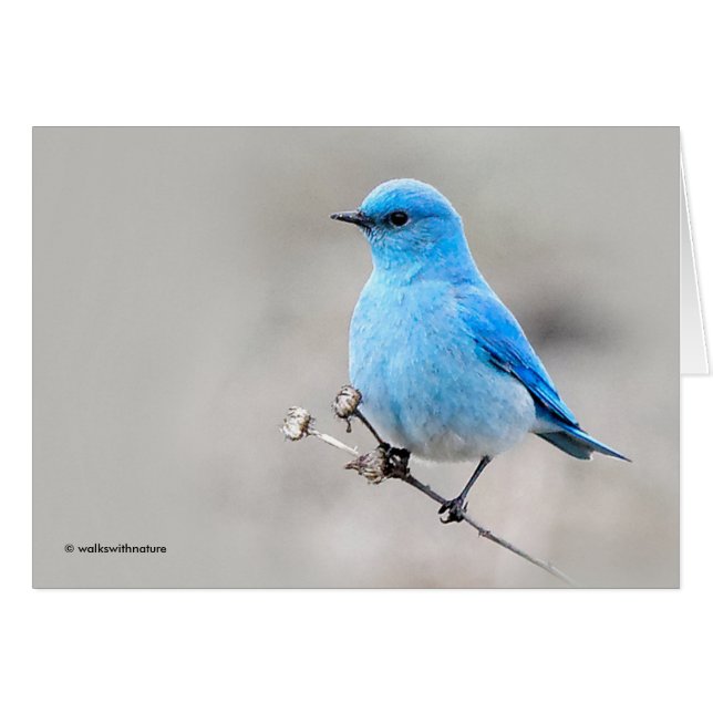 Hermoso Bluebird (Anverso (Horizontal))