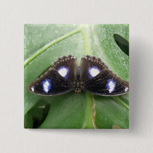 Hermoso botón de mariposa con mancha azul