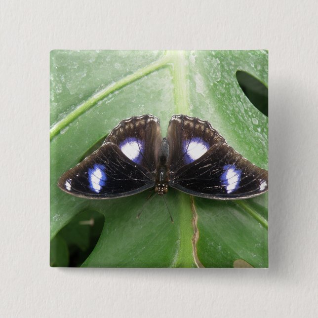 Hermoso botón de mariposa con mancha azul (Anverso)