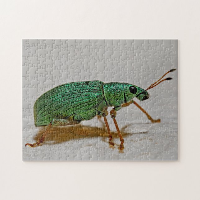 Hermoso Bug Colorful Weevil Macro Photo Puzzle (Horizontal)