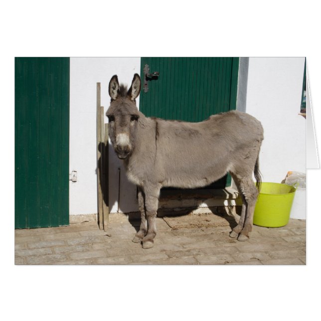 Hermoso burro (Anverso (Horizontal))
