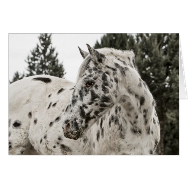 Hermoso Caballo Appaloosa, Occidental, Appy (Anverso (Horizontal))