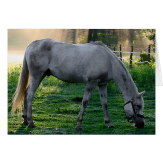 Hermoso caballo asombroso