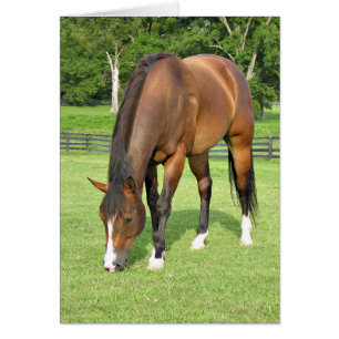 Hermoso caballo de bahía