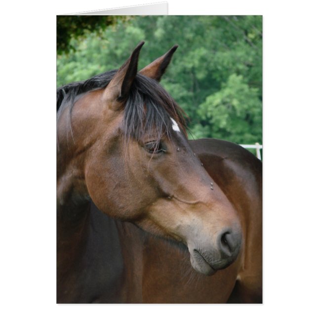 Hermoso Caballo de Bahía (Frente)