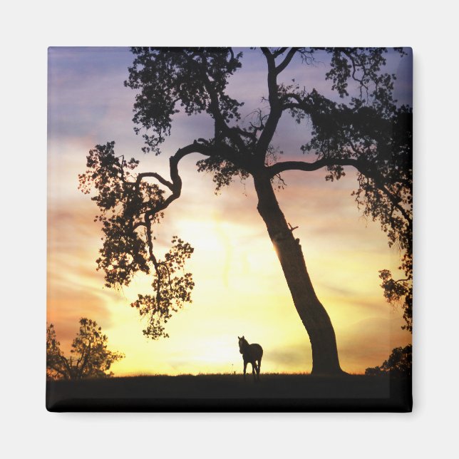 Hermoso caballo en el imán del atardecer (Frente)