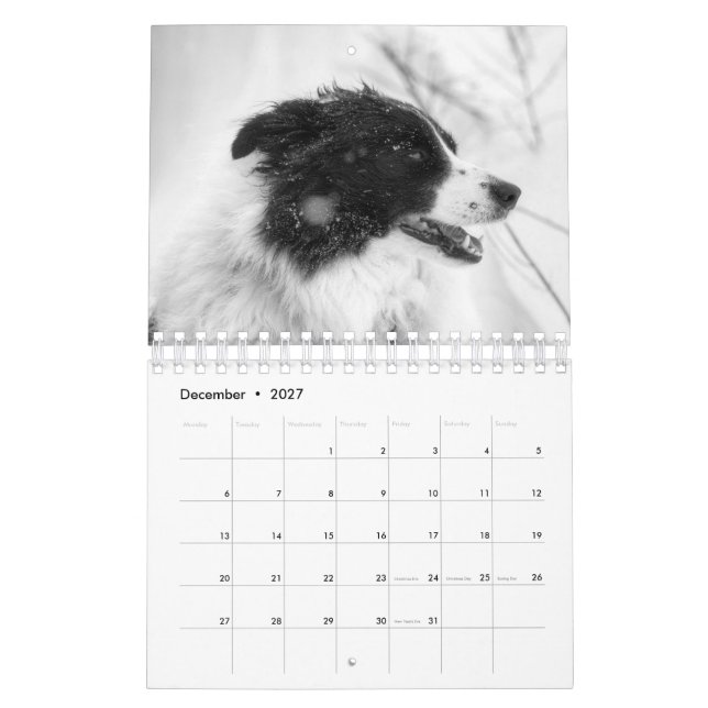Hermoso calendario de perros Border Collie (Dec 2027)