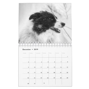 Hermoso calendario de perros Border Collie