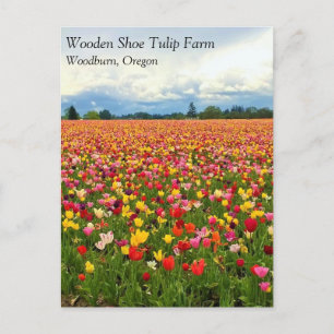 Hermoso Campo Tulipán, Postal de Oregón