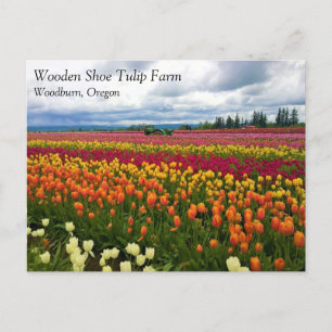 Hermoso Campo Tulipán, Postal de Oregón