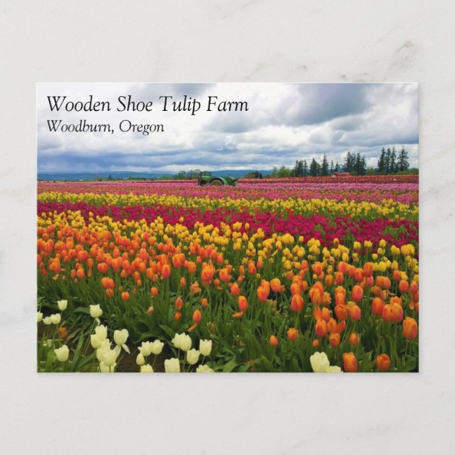 Hermoso Campo Tulipán, Postal de Oregón (Anverso)