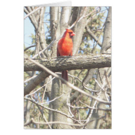 Hermoso cardenal sentado en una tarjeta de sucursa