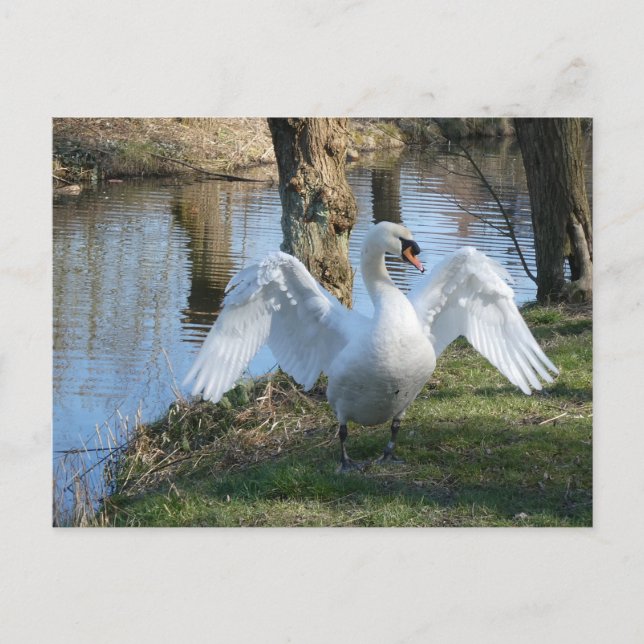 Hermoso cisne, alas esparcidas, tarjeta postal DIY (Anverso)