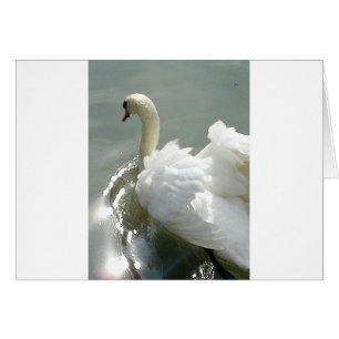 Hermoso cisne blanco
