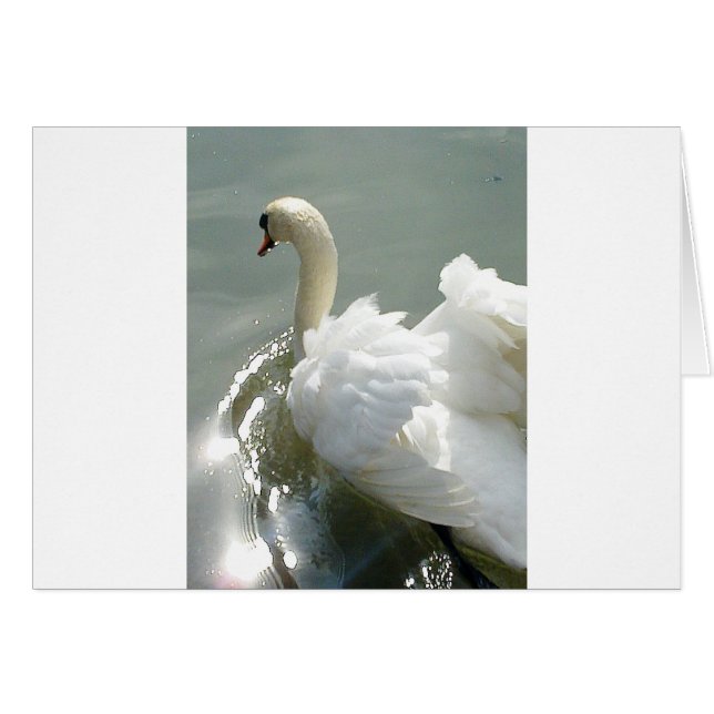 Hermoso cisne blanco (Anverso (Horizontal))