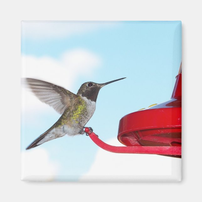Hermoso Colibrí y el imán cuadrado del alimentador (Frente)