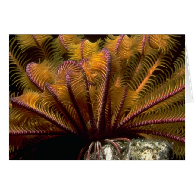 Hermoso crinoide amarillo (Anverso (Horizontal))
