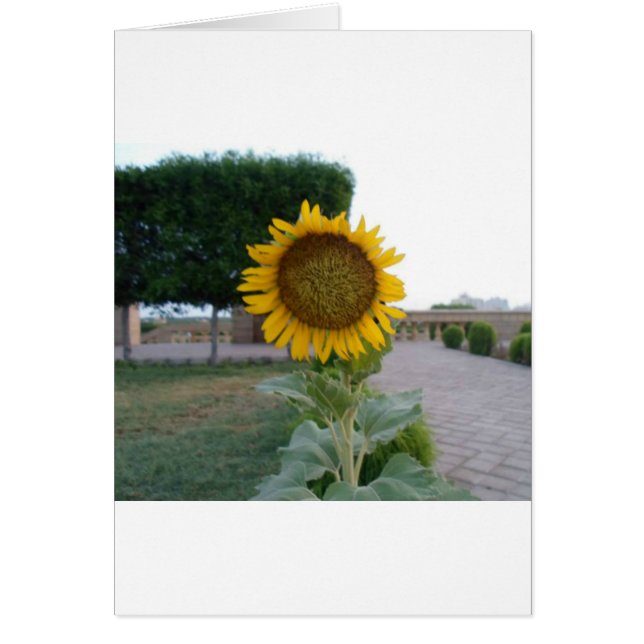 Hermoso diseño floral de girasol (Frente)