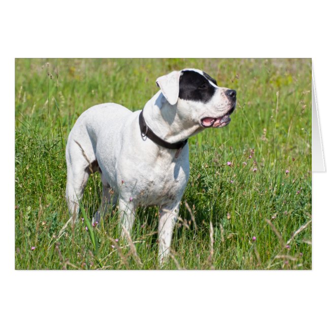 Hermoso Dogo Argentino (Anverso (Horizontal))