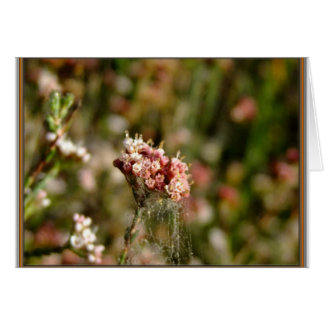 Hermoso florecimiento