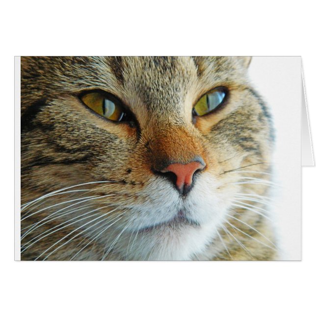 Hermoso Gato (Anverso (Horizontal))