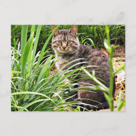 Hermoso gato atigrado en césped jardín foto postal