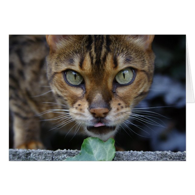 Hermoso gato bengalí (Anverso (Horizontal))