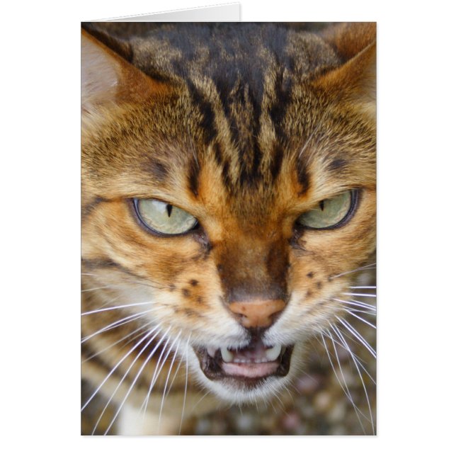 Hermoso gato bengalí (Frente)