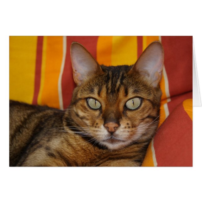 Hermoso gato bengalí (Anverso (Horizontal))