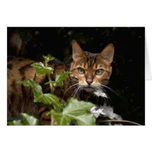 Hermoso gato bengalí