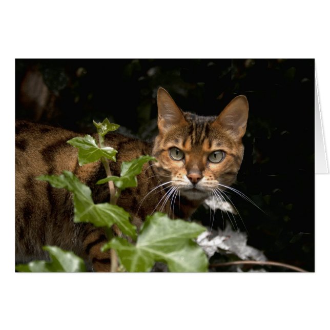 Hermoso gato bengalí (Anverso (Horizontal))