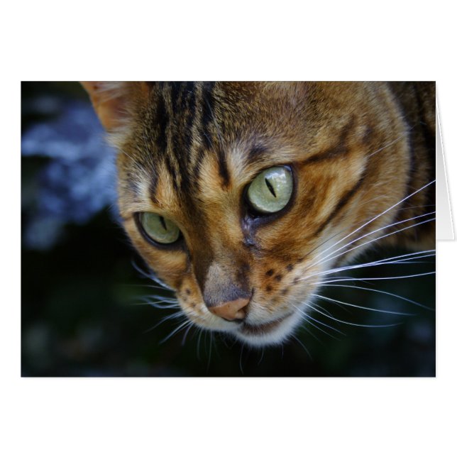 Hermoso gato bengalí (Anverso (Horizontal))