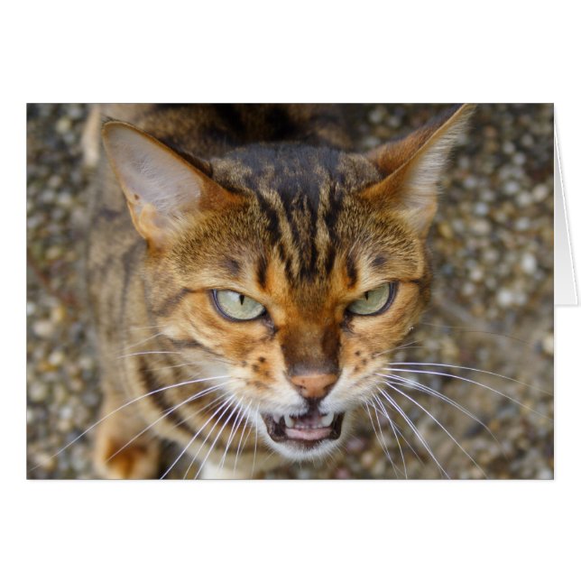 Hermoso gato bengalí (Anverso (Horizontal))