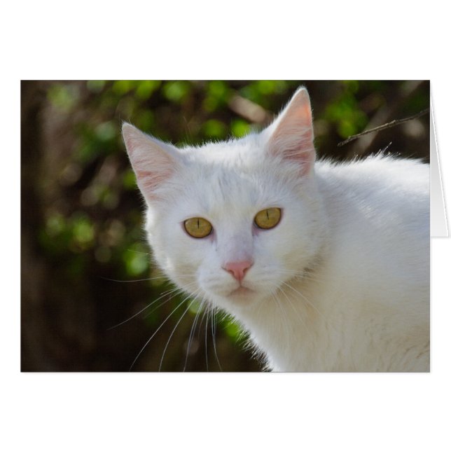 Hermoso gato blanco (Anverso (Horizontal))