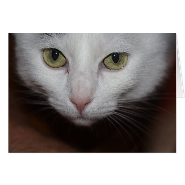 Hermoso gato blanco (Anverso (Horizontal))