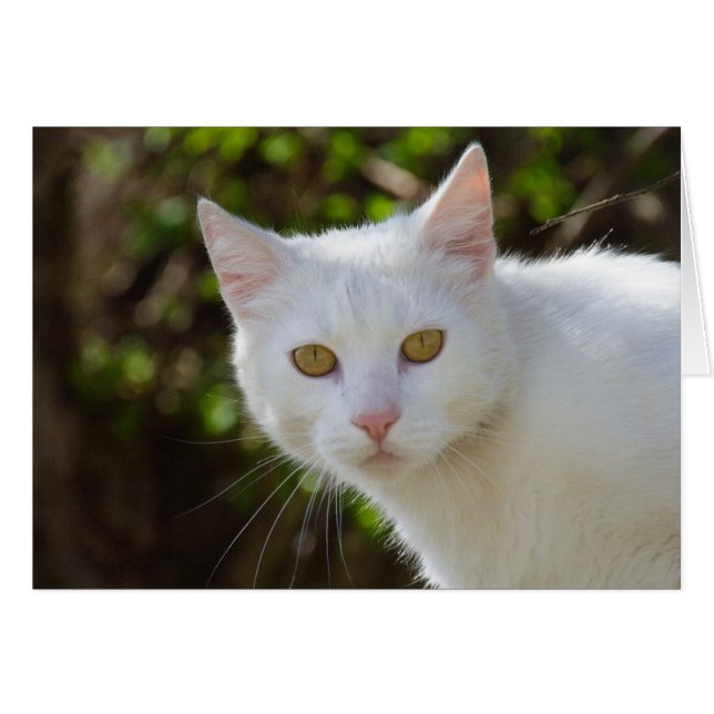Hermoso gato blanco (Anverso (Horizontal))