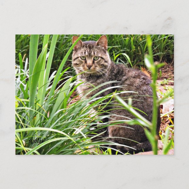 Hermoso gato de Tabby en tarjeta postal de foto de (Anverso)