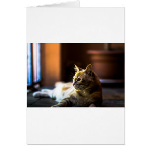 Hermoso Gato Gato Gatito Gato Gato Dorado