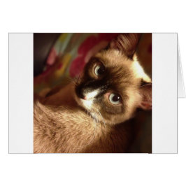 Hermoso gato marrón