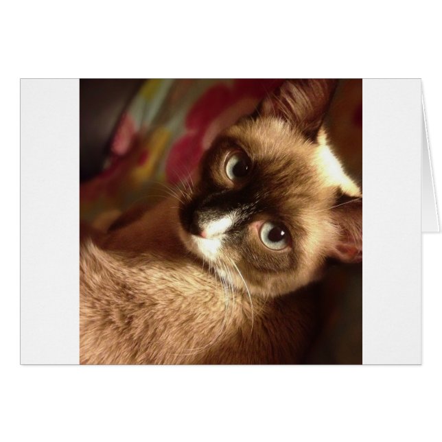 Hermoso gato marrón (Anverso (Horizontal))