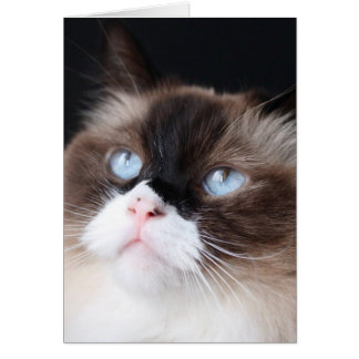 Hermoso gato Ragdoll