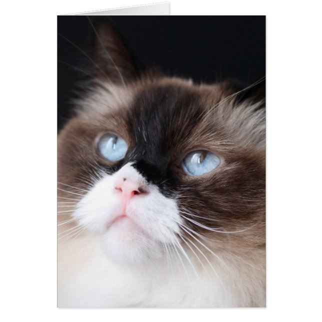 Hermoso gato Ragdoll (Frente)