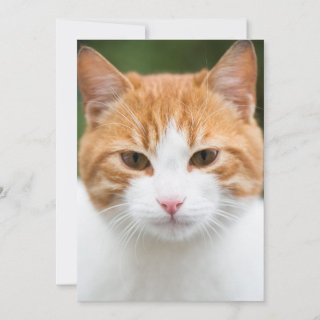 Hermoso gato rojo (Anverso)