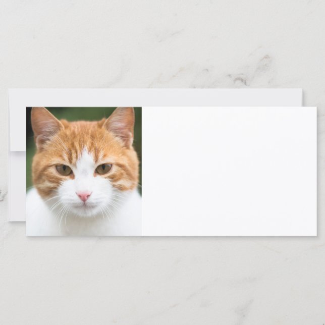 Hermoso gato rojo (Anverso)