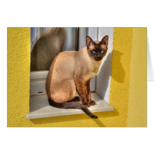 Hermoso gato siamés