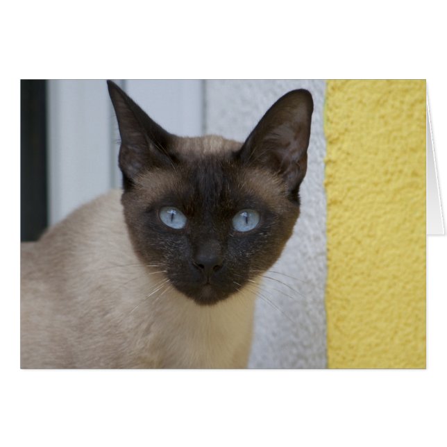 Hermoso gato siamés de punto de foca (Anverso (Horizontal))