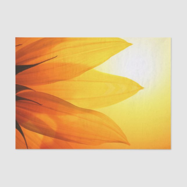 Hermoso girasol - Papel tapiz (Anverso)