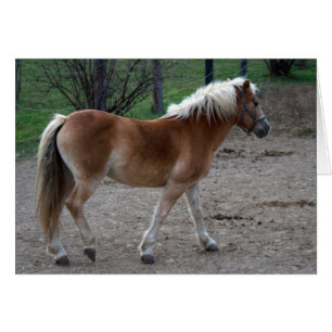 Hermoso Haflinger